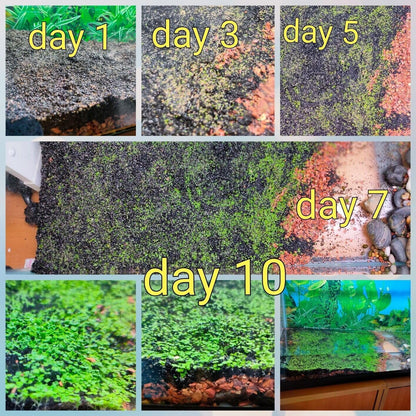 10 / 20 Grams of Aquarium Plant Seeds Soil Water Aquatic Plant Love Grass Substrate Soil Decor Fish Tank grass seeds Aquarium Plants Aqua Soil Aquatic Plant Seeds Water Grass Seeds for Aquarium Landscaping Decoration