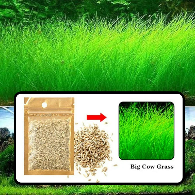 10 / 20 Grams of Aquarium Plant Seeds Soil Water Aquatic Plant Love Grass Substrate Soil Decor Fish Tank grass seeds Aquarium Plants Aqua Soil Aquatic Plant Seeds Water Grass Seeds for Aquarium Landscaping Decoration Long Grass Seeds