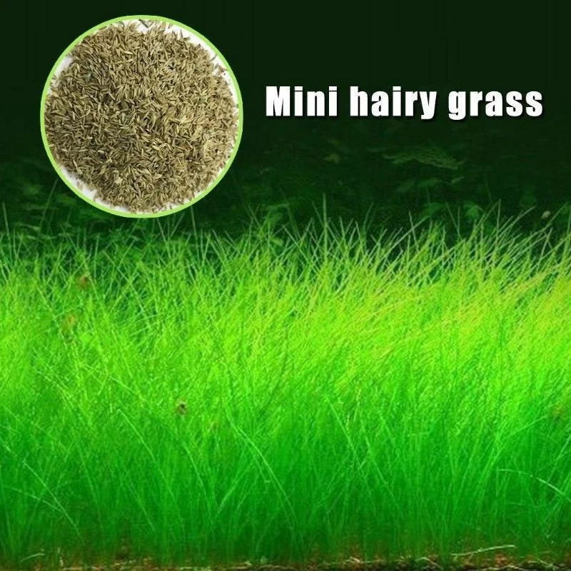 10 / 20 Grams of Aquarium Plant Seeds Soil Water Aquatic Plant Love Grass Substrate Soil Decor Fish Tank grass seeds Aquarium Plants Aqua Soil Aquatic Plant Seeds Water Grass Seeds for Aquarium Landscaping Decoration Long Grass Seeds