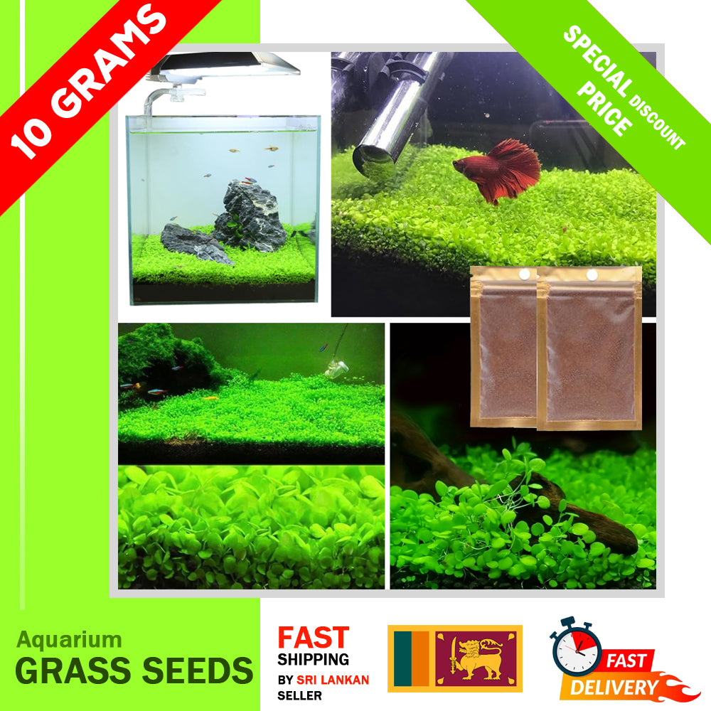 10 / 20 Grams of Aquarium Plant Seeds Soil Water Aquatic Plant Love Grass Substrate Soil Decor Fish Tank grass seeds Aquarium Plants Aqua Soil Aquatic Plant Seeds Water Grass Seeds for Aquarium Landscaping Decoration