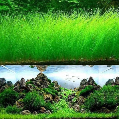 10 / 20 Grams of Aquarium Plant Seeds Soil Water Aquatic Plant Love Grass Substrate Soil Decor Fish Tank grass seeds Aquarium Plants Aqua Soil Aquatic Plant Seeds Water Grass Seeds for Aquarium Landscaping Decoration Long Grass Seeds
