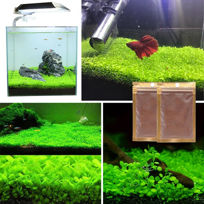 10 / 20 Grams of Aquarium Plant Seeds Soil Water Aquatic Plant Love Grass Substrate Soil Decor Fish Tank grass seeds Aquarium Plants Aqua Soil Aquatic Plant Seeds Water Grass Seeds for Aquarium Landscaping Decoration