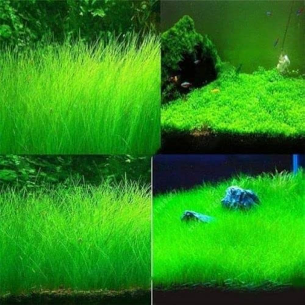 10 / 20 Grams of Aquarium Plant Seeds Soil Water Aquatic Plant Love Grass Substrate Soil Decor Fish Tank grass seeds Aquarium Plants Aqua Soil Aquatic Plant Seeds Water Grass Seeds for Aquarium Landscaping Decoration Long Grass Seeds