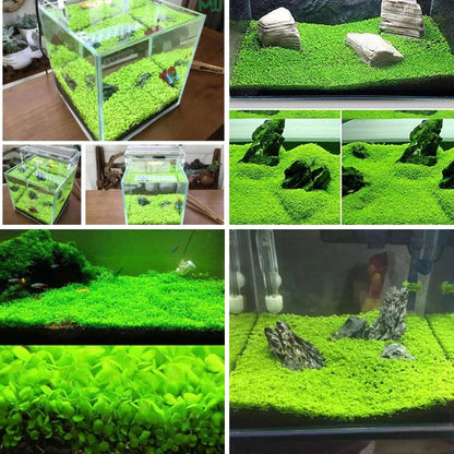 10 / 20 Grams of Aquarium Plant Seeds Soil Water Aquatic Plant Love Grass Substrate Soil Decor Fish Tank grass seeds Aquarium Plants Aqua Soil Aquatic Plant Seeds Water Grass Seeds for Aquarium Landscaping Decoration