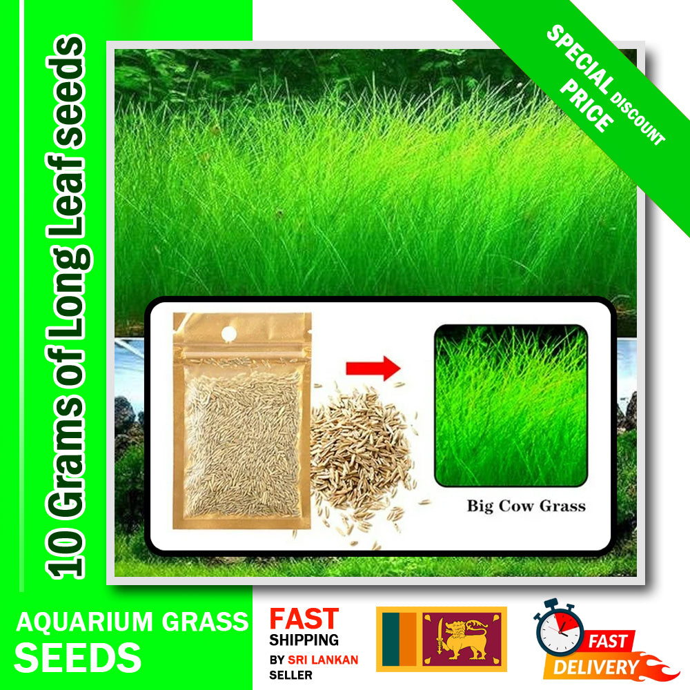 10 / 20 Grams of Aquarium Plant Seeds Soil Water Aquatic Plant Love Grass Substrate Soil Decor Fish Tank grass seeds Aquarium Plants Aqua Soil Aquatic Plant Seeds Water Grass Seeds for Aquarium Landscaping Decoration Long Grass Seeds