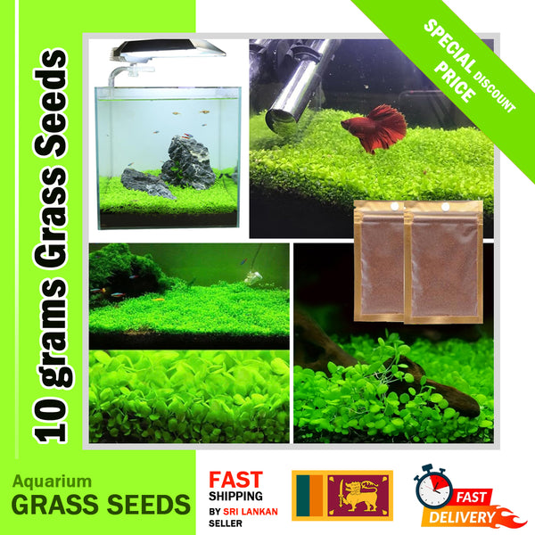 10 / 20 Grams of Aquarium Plant Seeds Soil Water Aquatic Plant Love Grass Substrate Soil Decor Fish Tank grass seeds Aquarium Plants Aqua Soil Aquatic Plant Seeds Water Grass Seeds for Aquarium Landscaping Decoration