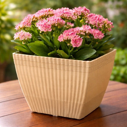 Bloom Square Ribbed Planter Pot White Colour (5 Pcs Set) 7" X 6"