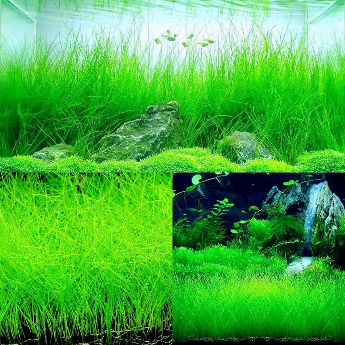 10 / 20 Grams of Aquarium Plant Seeds Soil Water Aquatic Plant Love Grass Substrate Soil Decor Fish Tank grass seeds Aquarium Plants Aqua Soil Aquatic Plant Seeds Water Grass Seeds for Aquarium Landscaping Decoration Long Grass Seeds