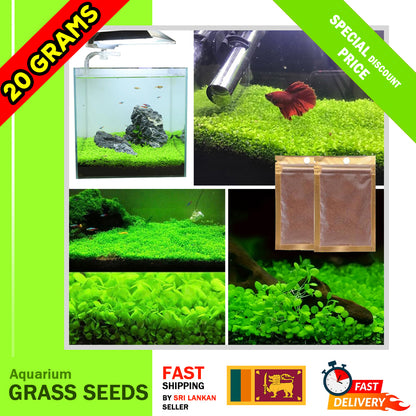 10 / 20 Grams of Aquarium Plant Seeds Soil Water Aquatic Plant Love Grass Substrate Soil Decor Fish Tank grass seeds Aquarium Plants Aqua Soil Aquatic Plant Seeds Water Grass Seeds for Aquarium Landscaping Decoration
