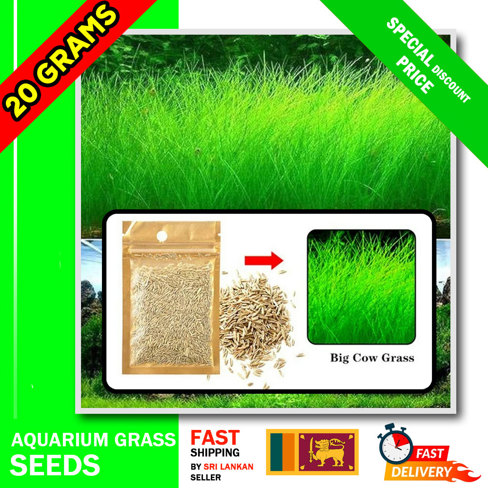10 / 20 Grams of Aquarium Plant Seeds Soil Water Aquatic Plant Love Grass Substrate Soil Decor Fish Tank grass seeds Aquarium Plants Aqua Soil Aquatic Plant Seeds Water Grass Seeds for Aquarium Landscaping Decoration Long Grass Seeds