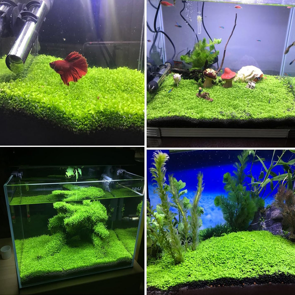 10 / 20 Grams of Aquarium Plant Seeds Soil Water Aquatic Plant Love Grass Substrate Soil Decor Fish Tank grass seeds Aquarium Plants Aqua Soil Aquatic Plant Seeds Water Grass Seeds for Aquarium Landscaping Decoration